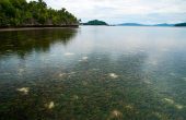 Rich seagrass beds at entrance to the passage to Dore Mkun